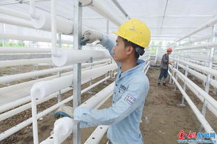 搭建家用蔬菜无土栽培机，开启家庭种植新体验