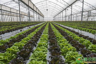高产蔬菜栽培技术管理及病虫害防治技术