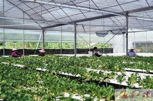 城厢区各蔬菜种植基地开启“纳凉”模式 全力保障夏季蔬菜供应