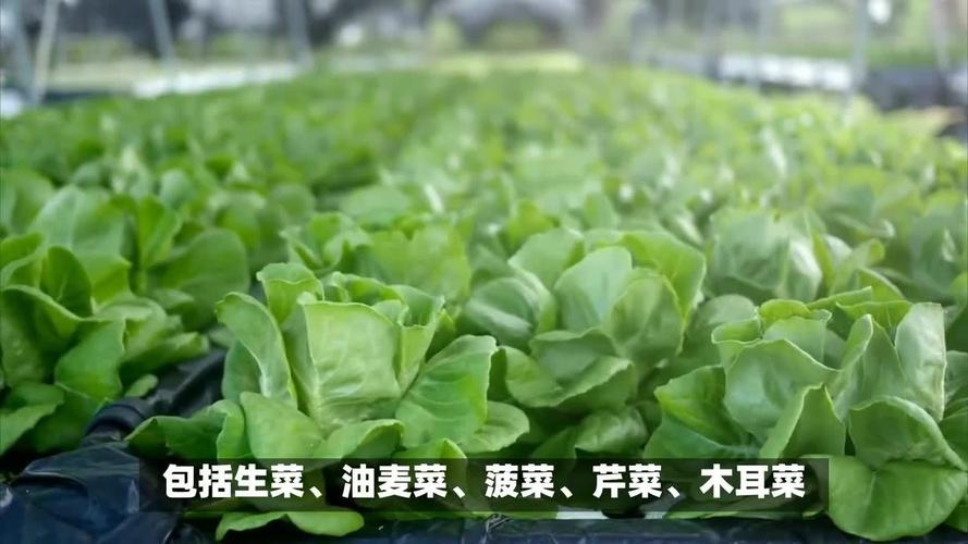 植物工厂种植的蔬菜
