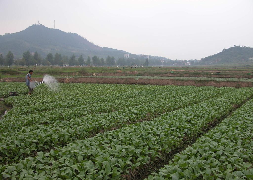广东蔬菜种植基地