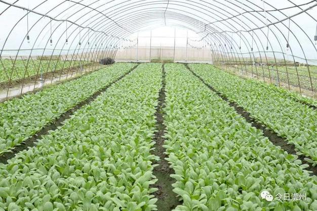 据市农业农村局统计,今年全市蔬菜种植面积13