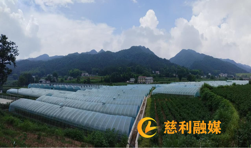 高峰土家族乡茅庵村:党群搭起"致富棚"多元蔬菜种植盘活乡村增收新