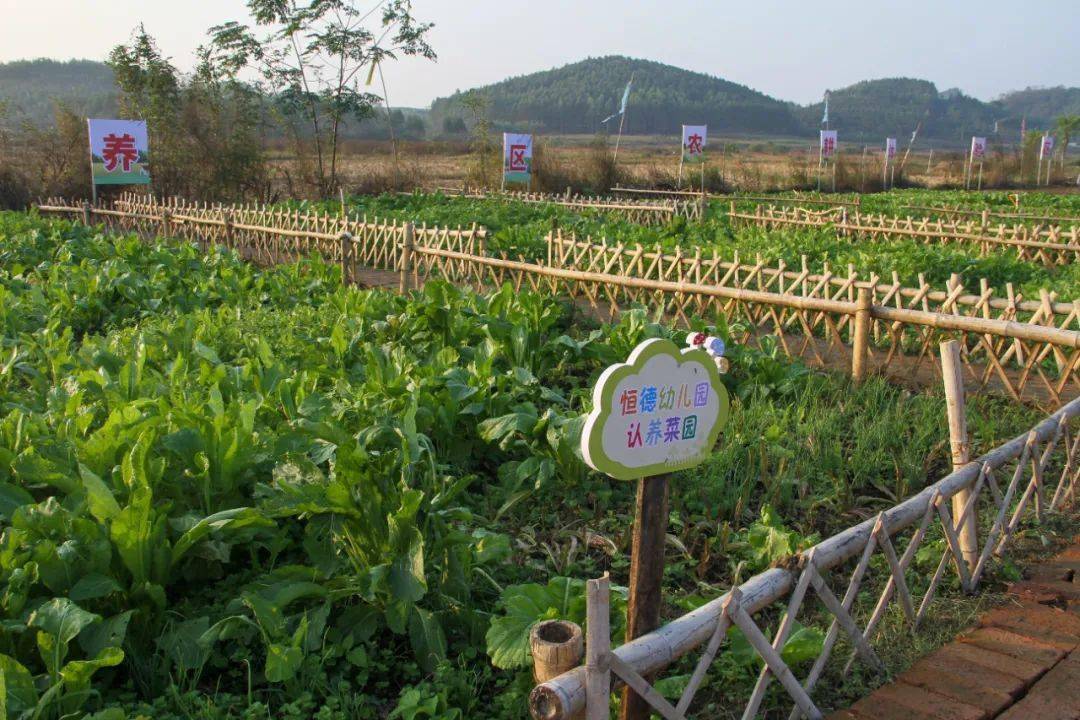 认养专属菜地 体验农耕乐趣_兴宾区_来宾市_平安村