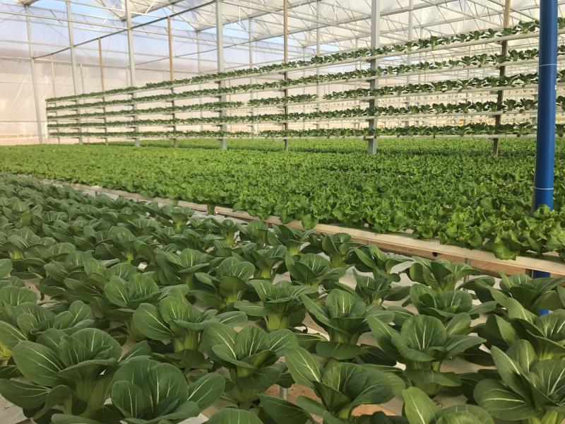 滇陆良每天300吨时鲜蔬菜驰鄂粤深圳